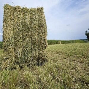Alfalfa Hay