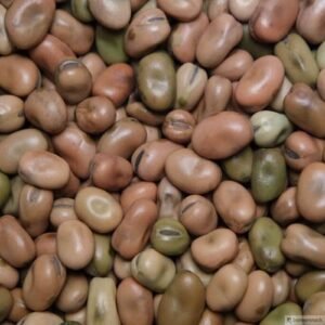FABA BEANS