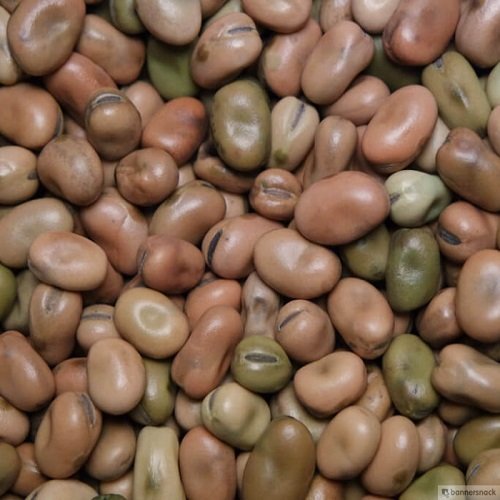 FABA BEANS