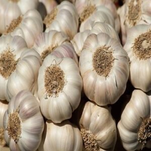 Garlic