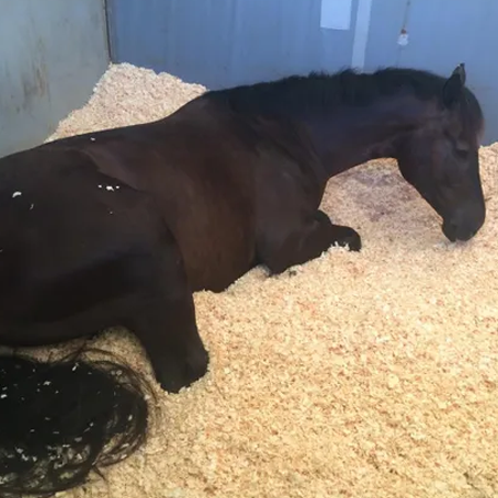 Pine Horse Bedding Pellets