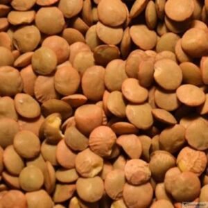 LENTILS