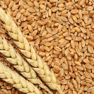 Wheat