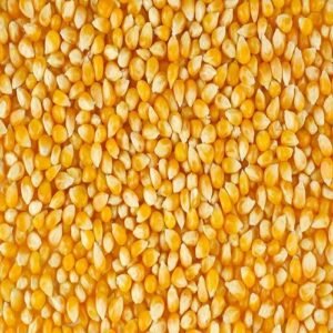 Yellow Corn