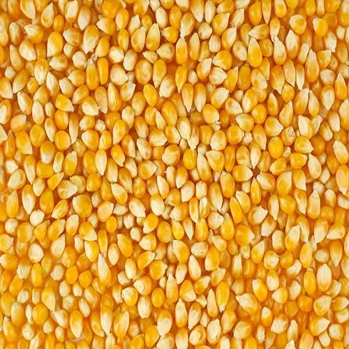 Yellow Corn